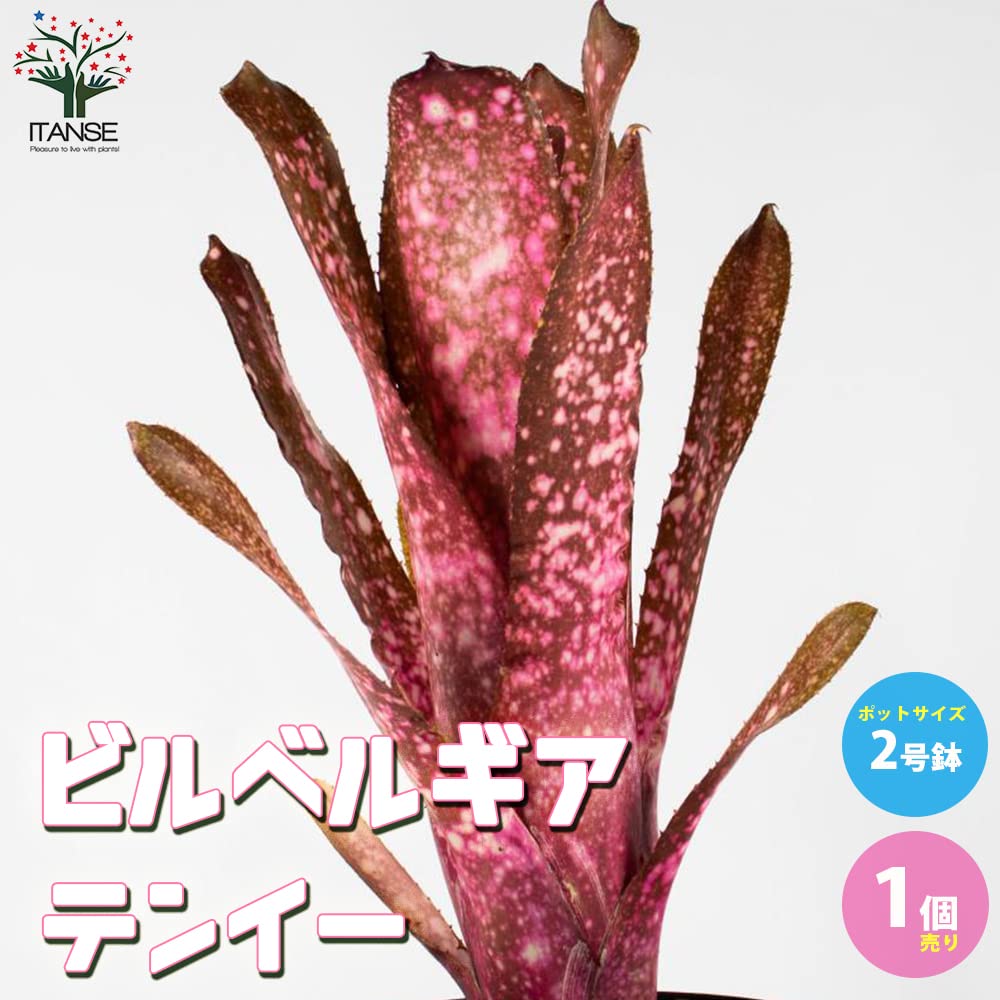 Amazon.co.jp: ITANSE ビルベルギア テンイー 2号鉢【観葉植物